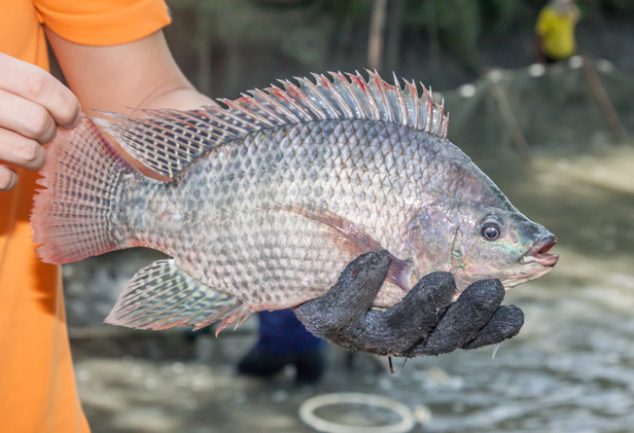 where to fish for tilapia